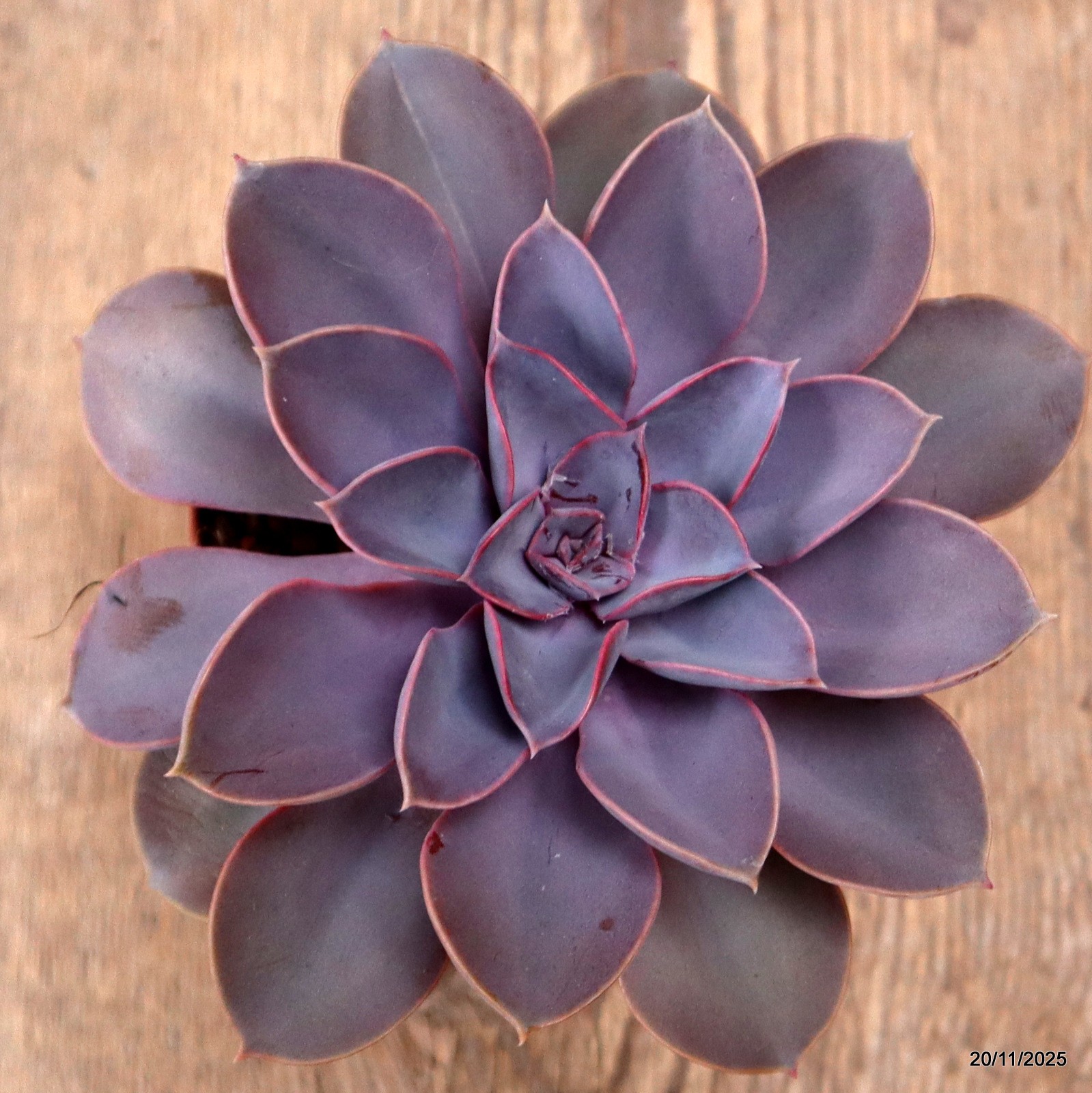 D7455 ECHEVERIA PERLA DI NORIMBERGA pot10-H8-W14 cm MaMa Cactus