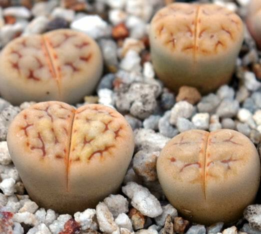 MIX LITHOPS SEEDS 100 PCS 2020 harvest /approximately 20 species/