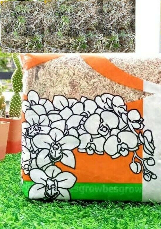 Sphagnum Moss Nursery Orchid Plant New Zealand Besegrow Long Fiber Decorationx 6
