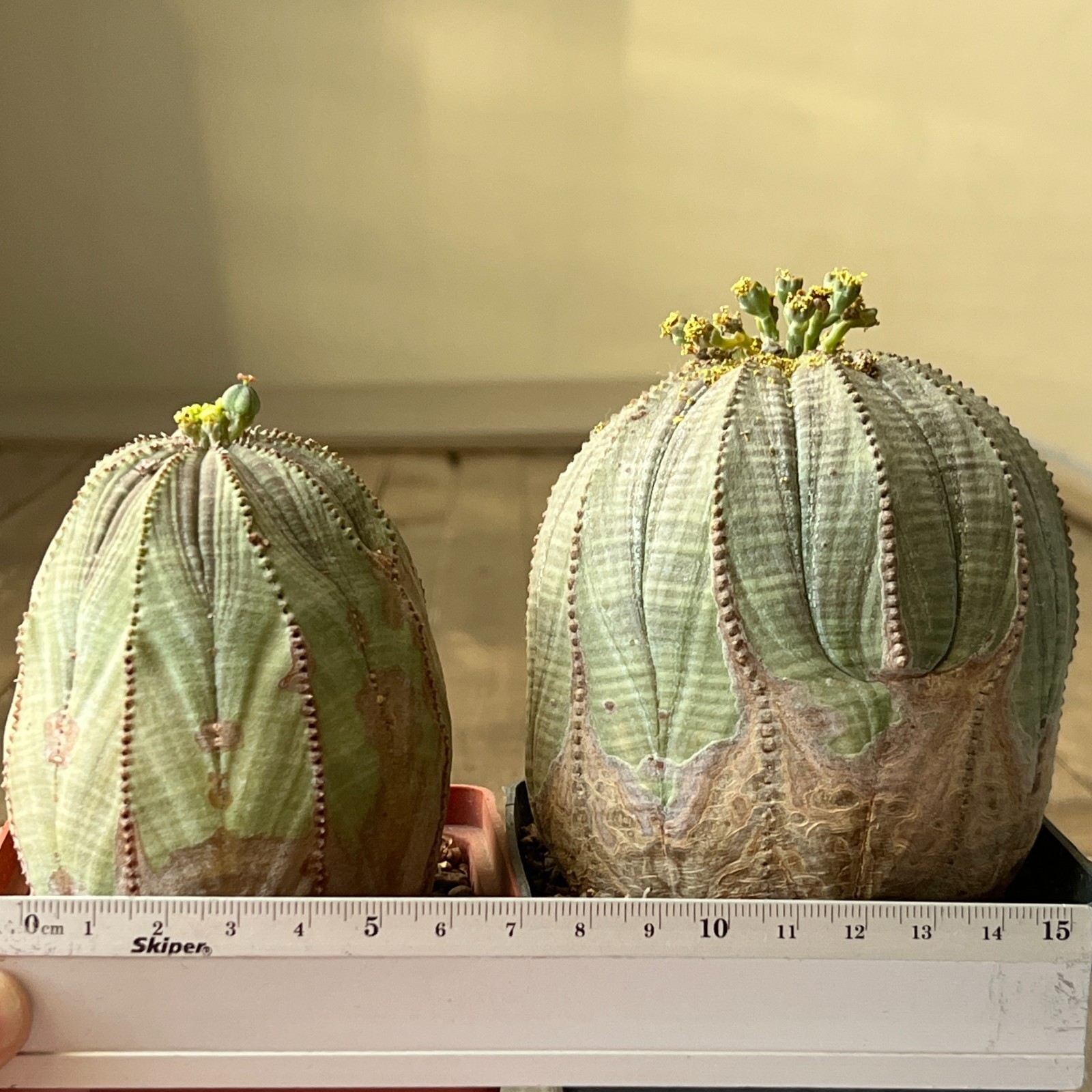 A42-2048 Euphorbia obesa old pair M+F, 10+ years, own root