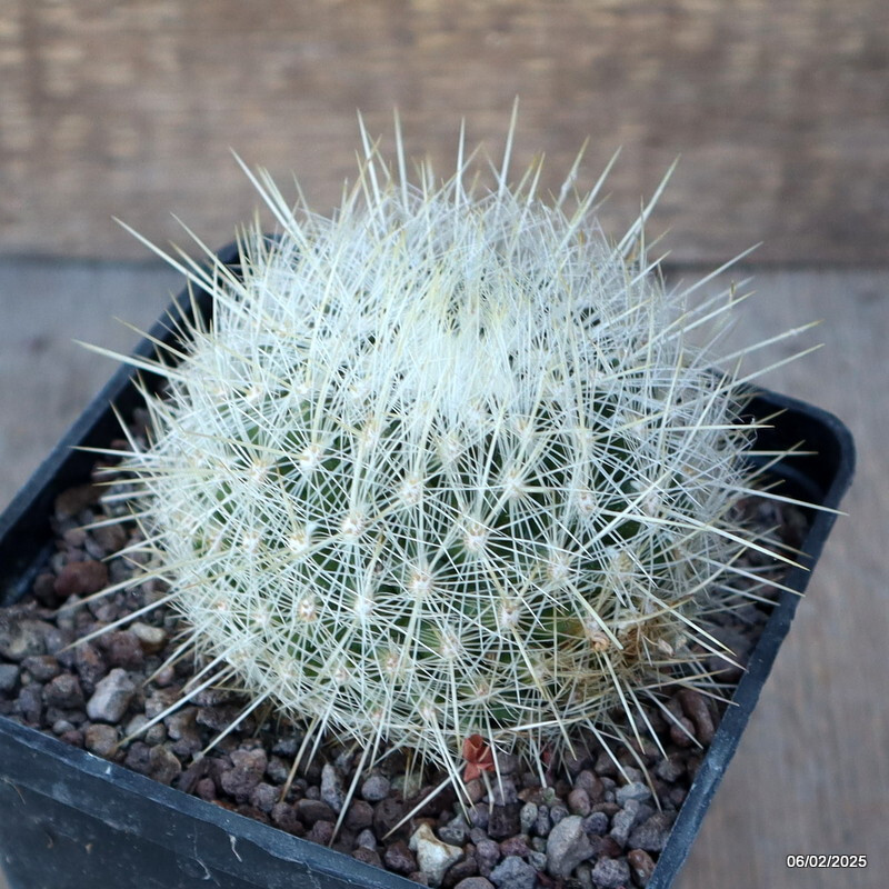 A6900 THELOCACTUS MACDOWELLII pot10-H6-W8 cm MaMa Cactus