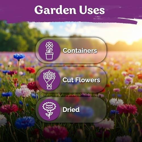 800 Mix Bachelor Button Seeds (Centaurea cyanus) – Cornflower Seed Mix,
