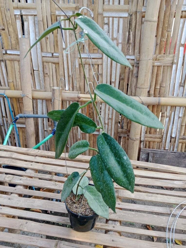 Hoya Stenakei Dark – Collector Hoya Papua