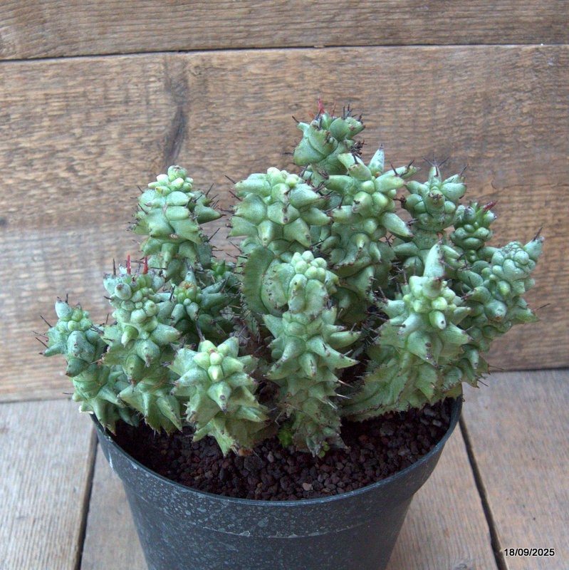 D6526 EUPHORBIA HORRIDA MONSTER pot18-H18-W22 cm MaMa Cactus
