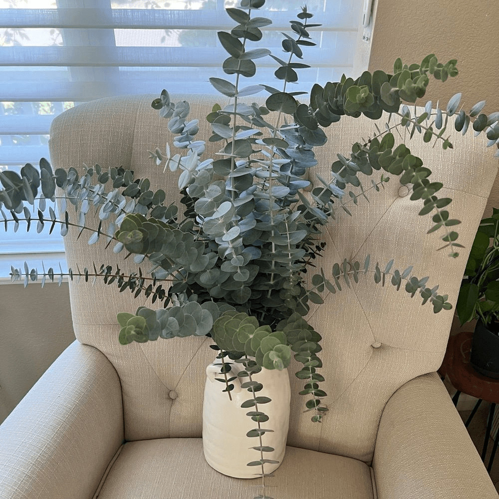 Bunch of Fresh Live True Blue Eucalyptus (approx 30 stems)