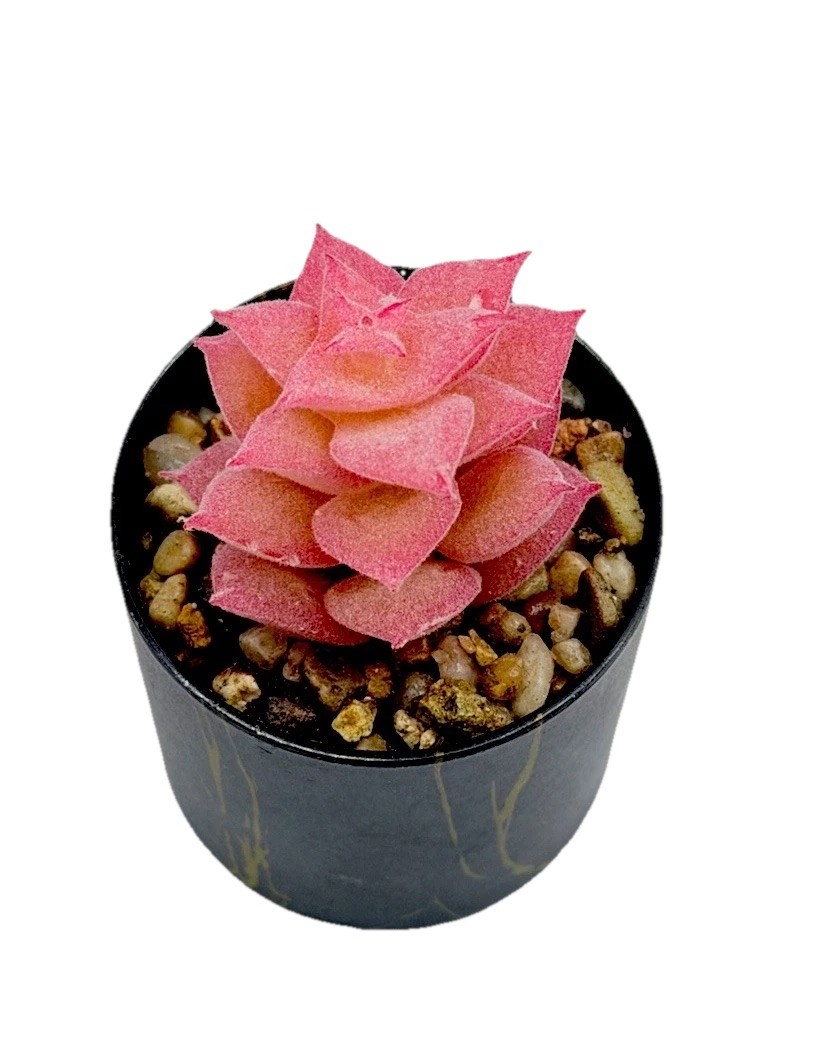 2 pcs Artificial Pink Succulent & Cactus Houseplant, Black Pots 3.5 inch