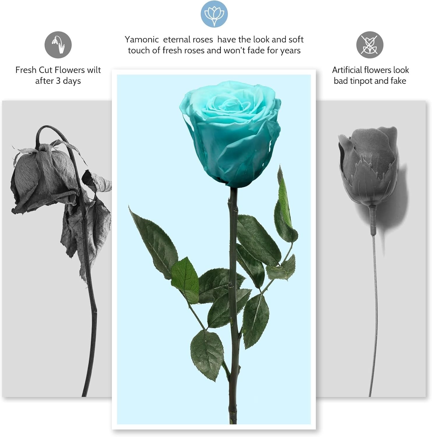 Real Preserved Rose Flower Gift for Women, Birthday, Anniversary, Mom, Gift f…