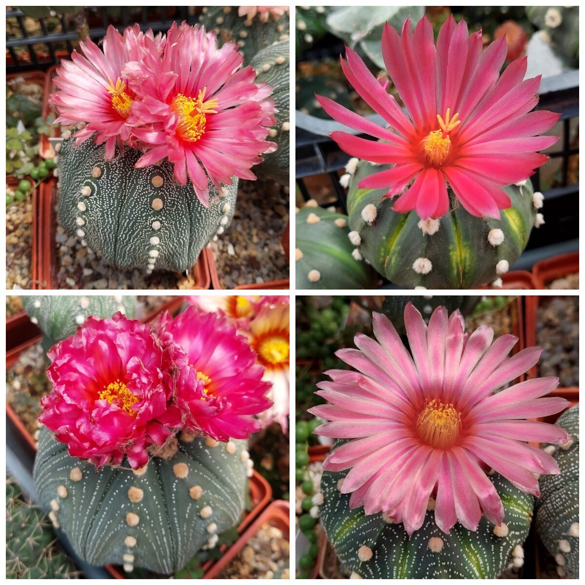 Astrophytum asterias ‘Akabana’ 100seeds harvest 2025