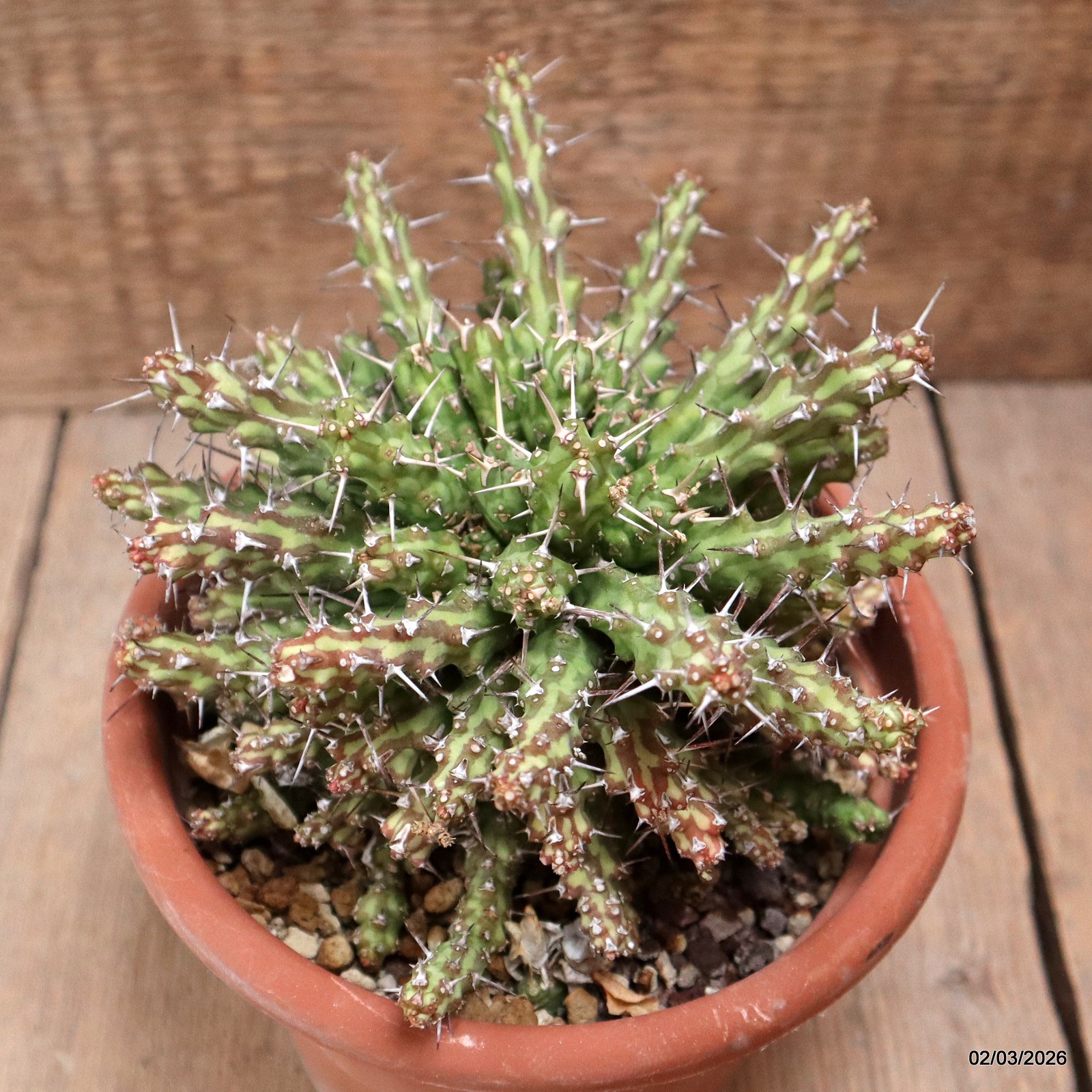 D7941 EUPHORBIA ACTINOCLADA pot15-H11-W16 cm MaMa Cactus