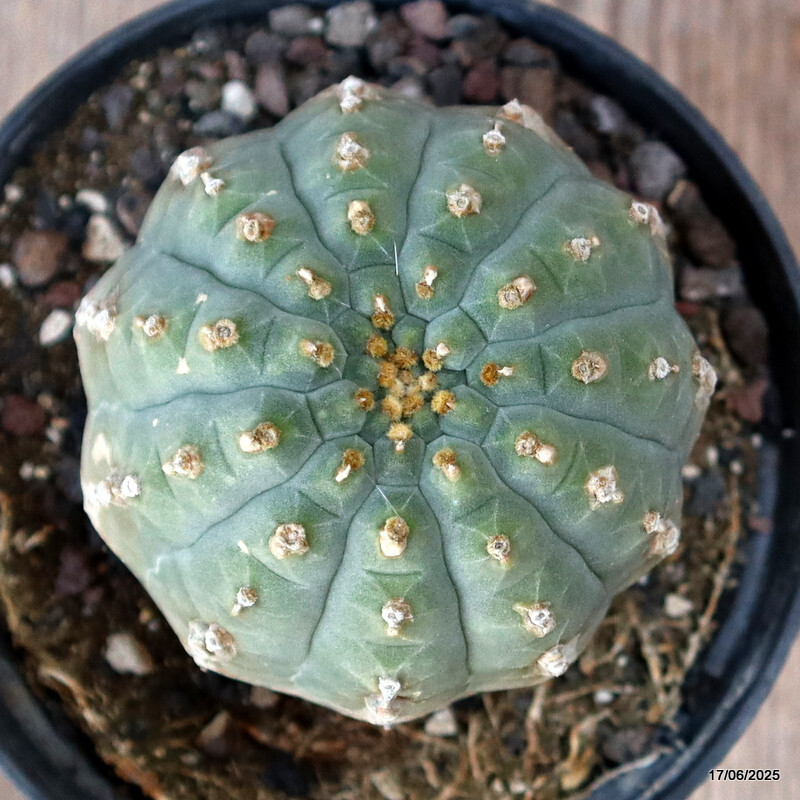 D4619 MATUCANA MADISONIORUM pot12-H9-W8 cm MaMa Cactus