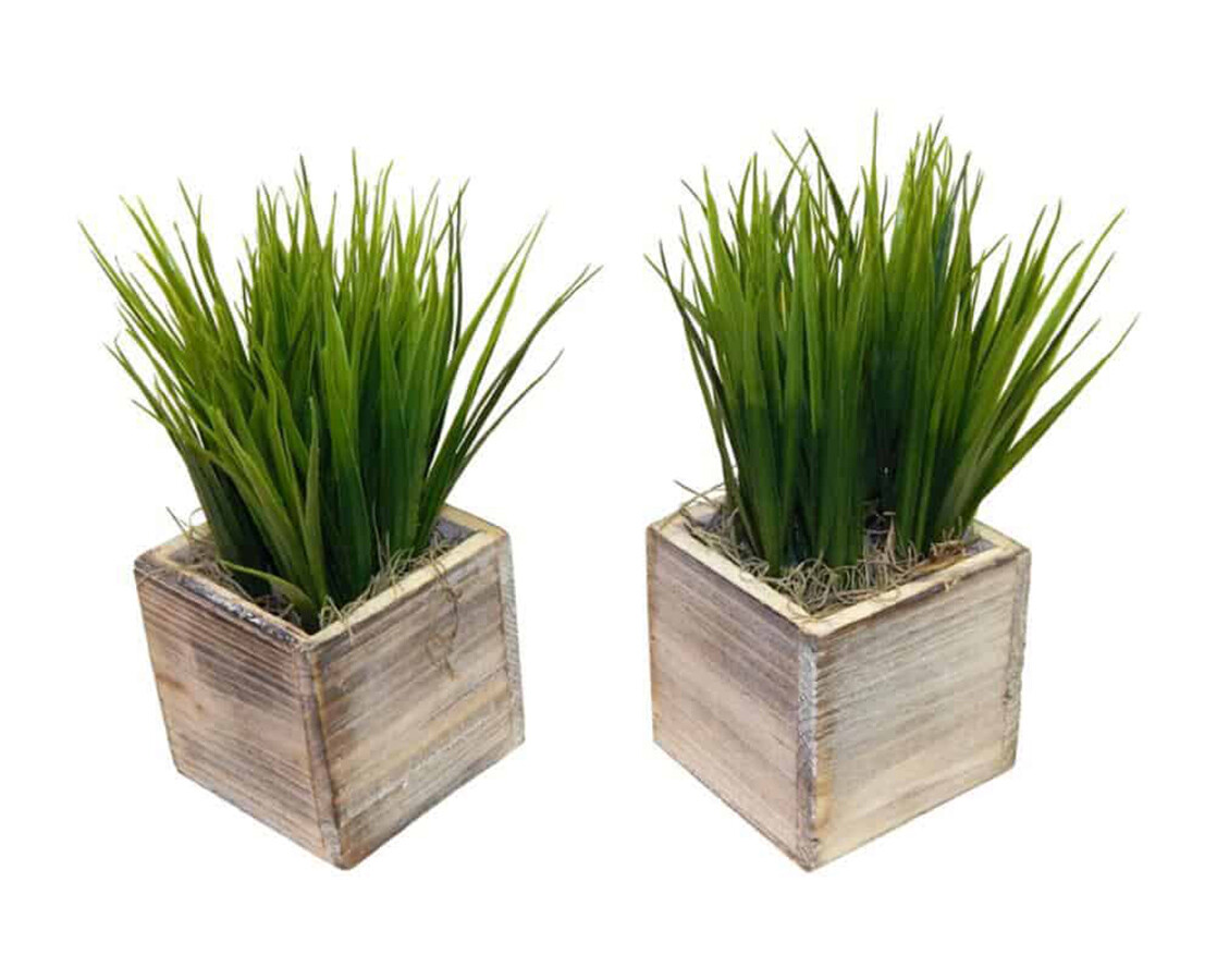Grass in Wooden Containers – Set of 2 – 10″