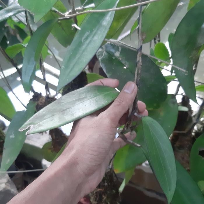 Real Picture Hoya Purpureofusca Rare Plant