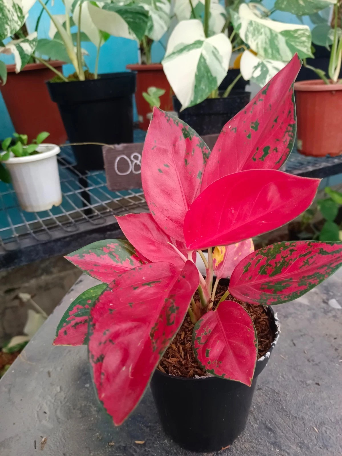 Real Picture Aglaonema Dejavu