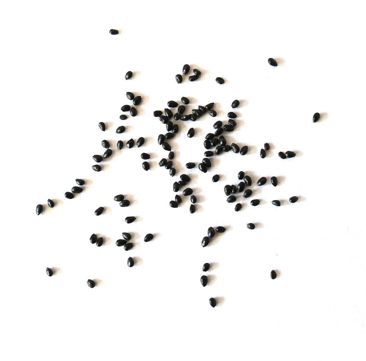 Cleistocactus strausii 10 SEEDS – Silver torch | Woolly torch