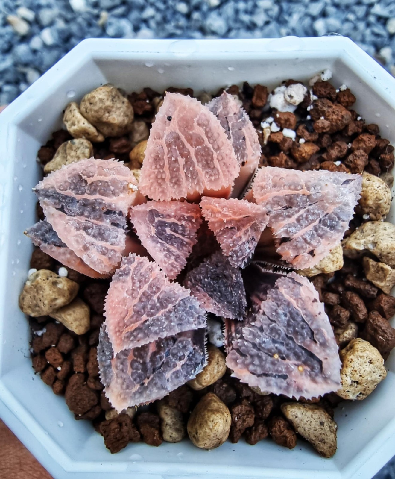 ็Haworthia Yoroi Variegate Rare Live Plant_Succulents_EU Seller