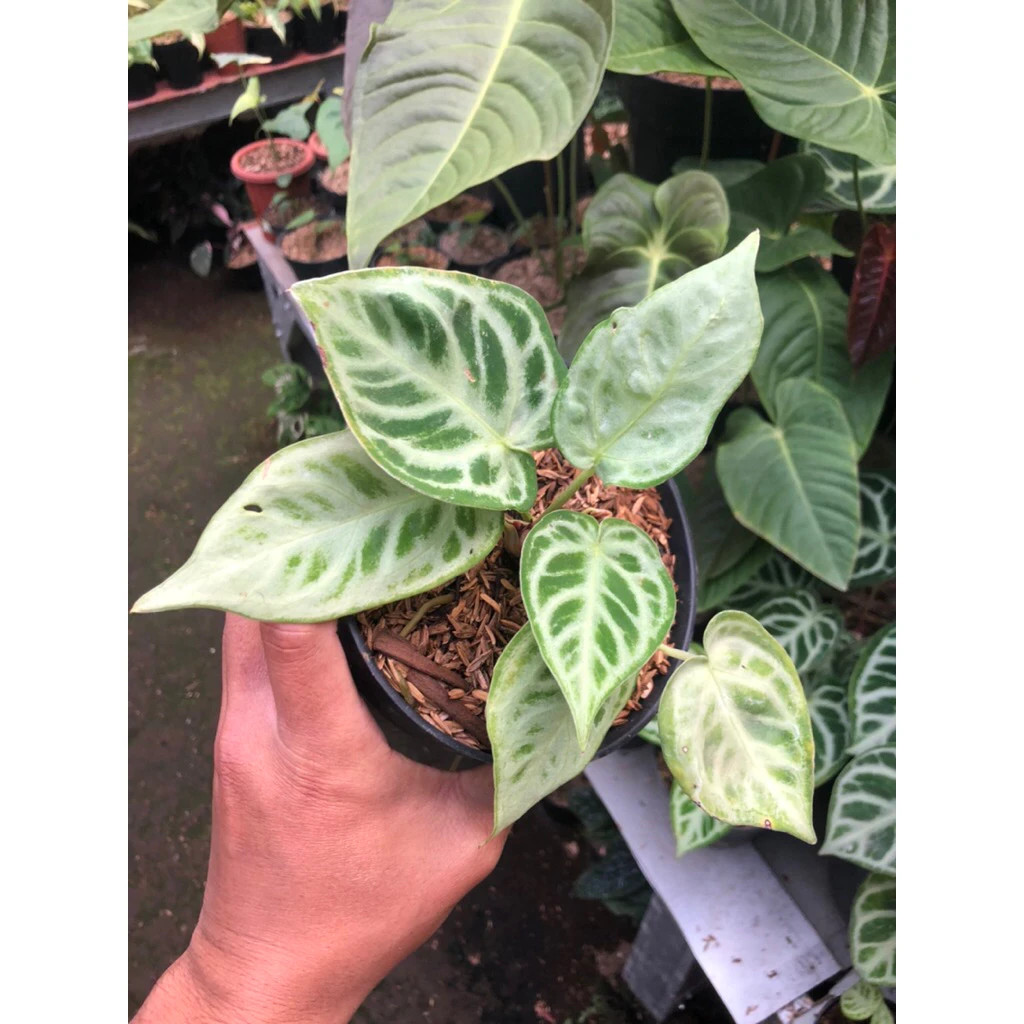 Anthurium silver Chrome Mutation Unique Live Tropical Exotic Plant Rare PL158