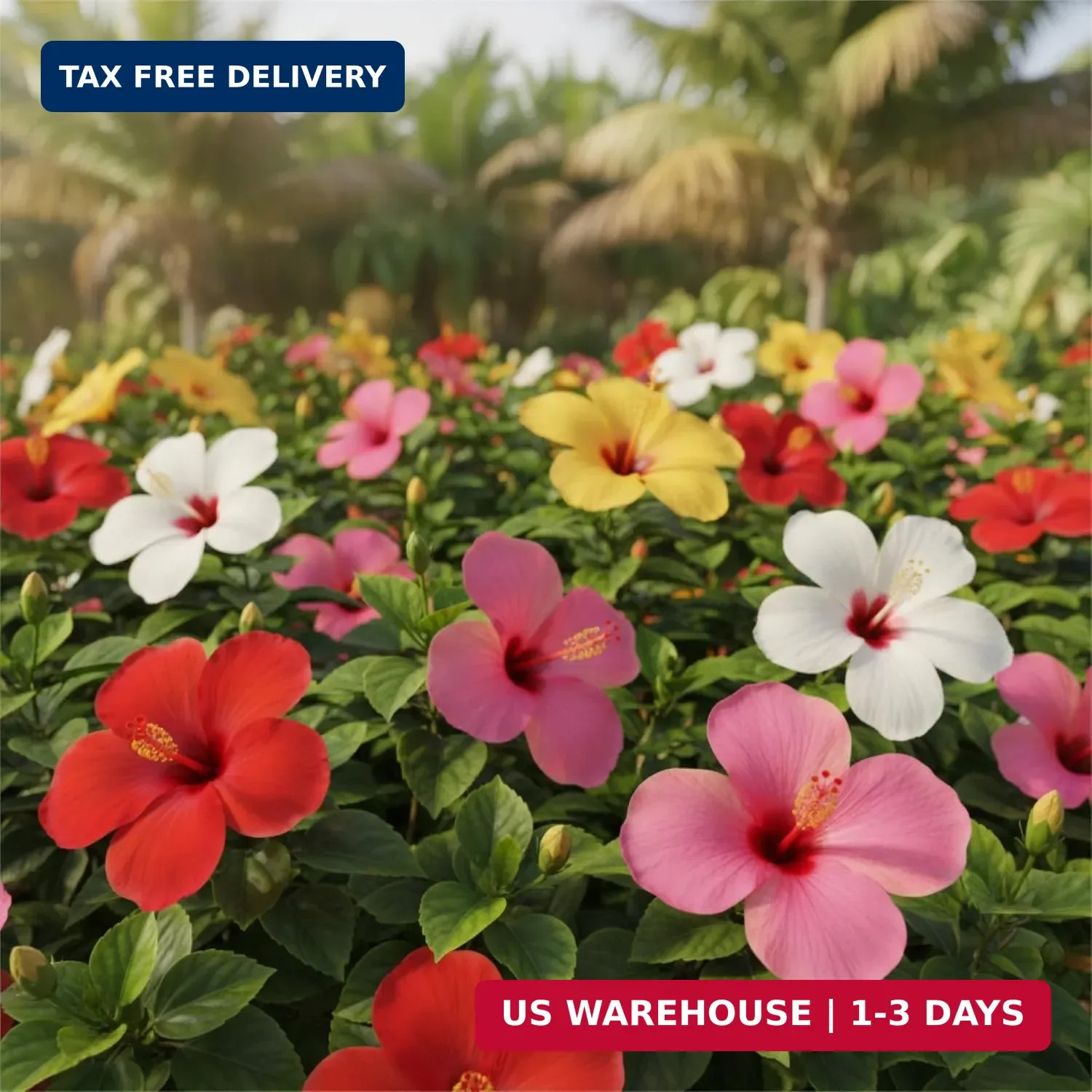 100 Hibiscus Seeds for Planting Perennial Flower Seeds for Outdoor Garden Tropic