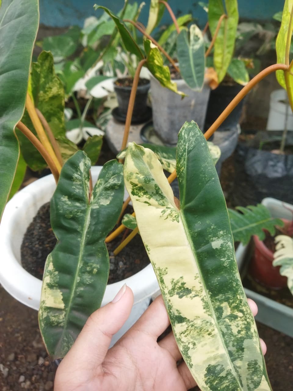 Real Pict Philodendron Billietiae Variegated Big Size Rare Plant Price $800