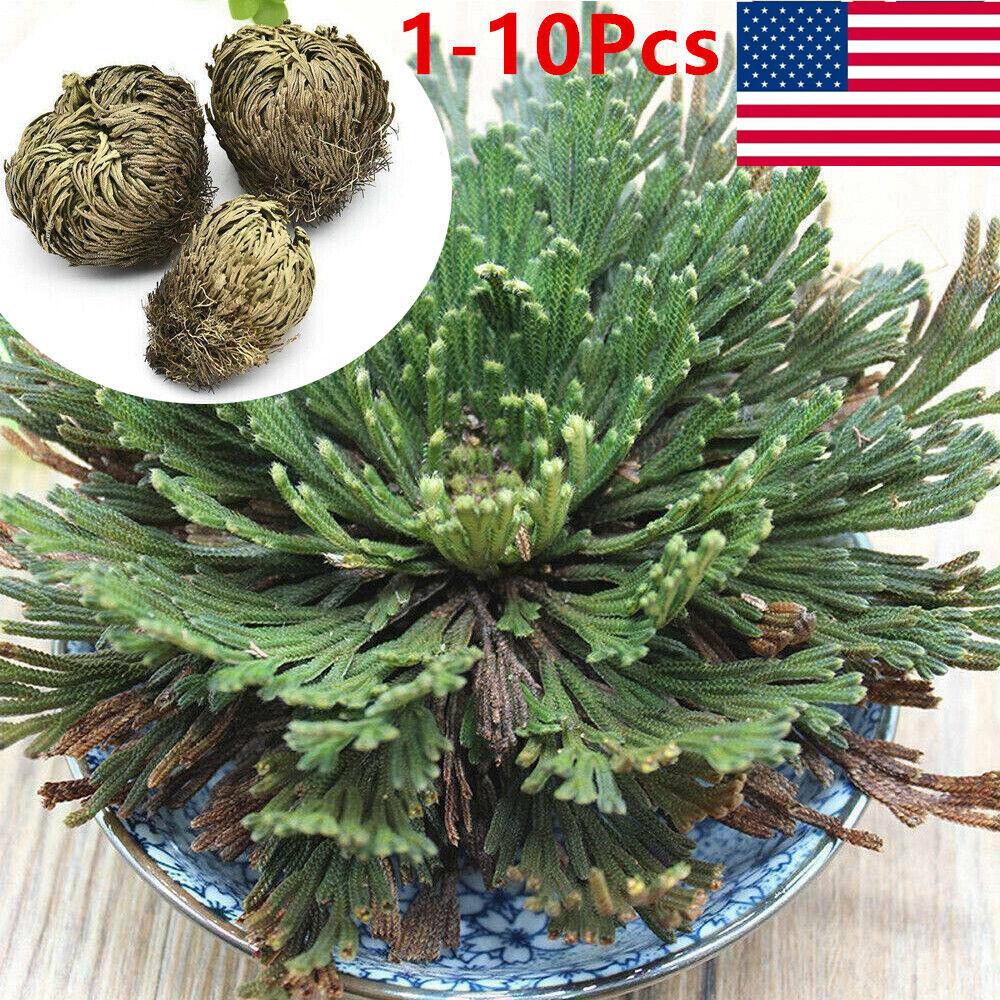 Rose of Jericho, 1-10 Packs- Resurrection Flower – Ferns – Live Plant Bulb Rose