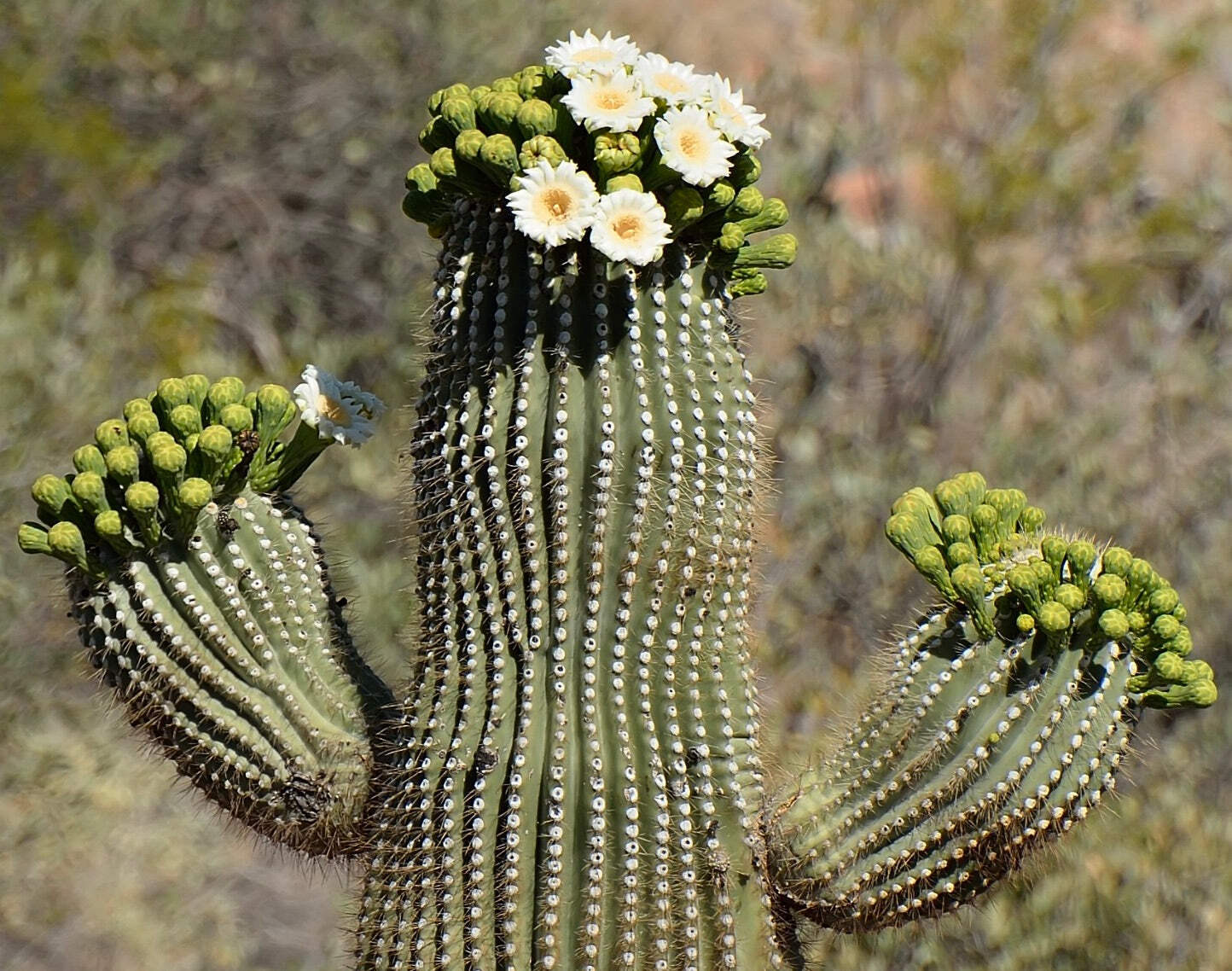 Carnegiea gigantea SEEDS – Saguaro Cactus