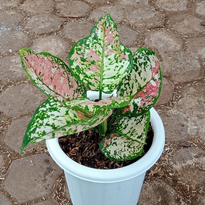 Aglaonema Tricolor – Pink White Green Spotted Foliage Live Plant Grow in Pot