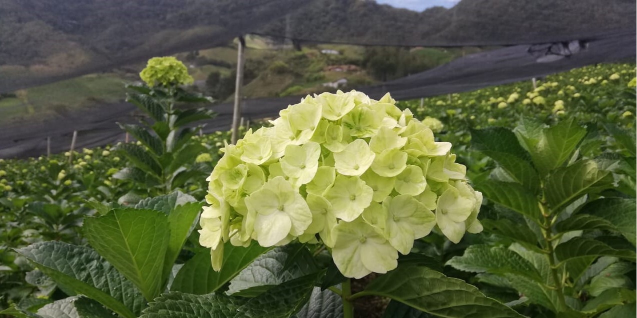 Fresh Real Cut Hydrangea White 35 Stems – For every occasion – DIY Bouquet
