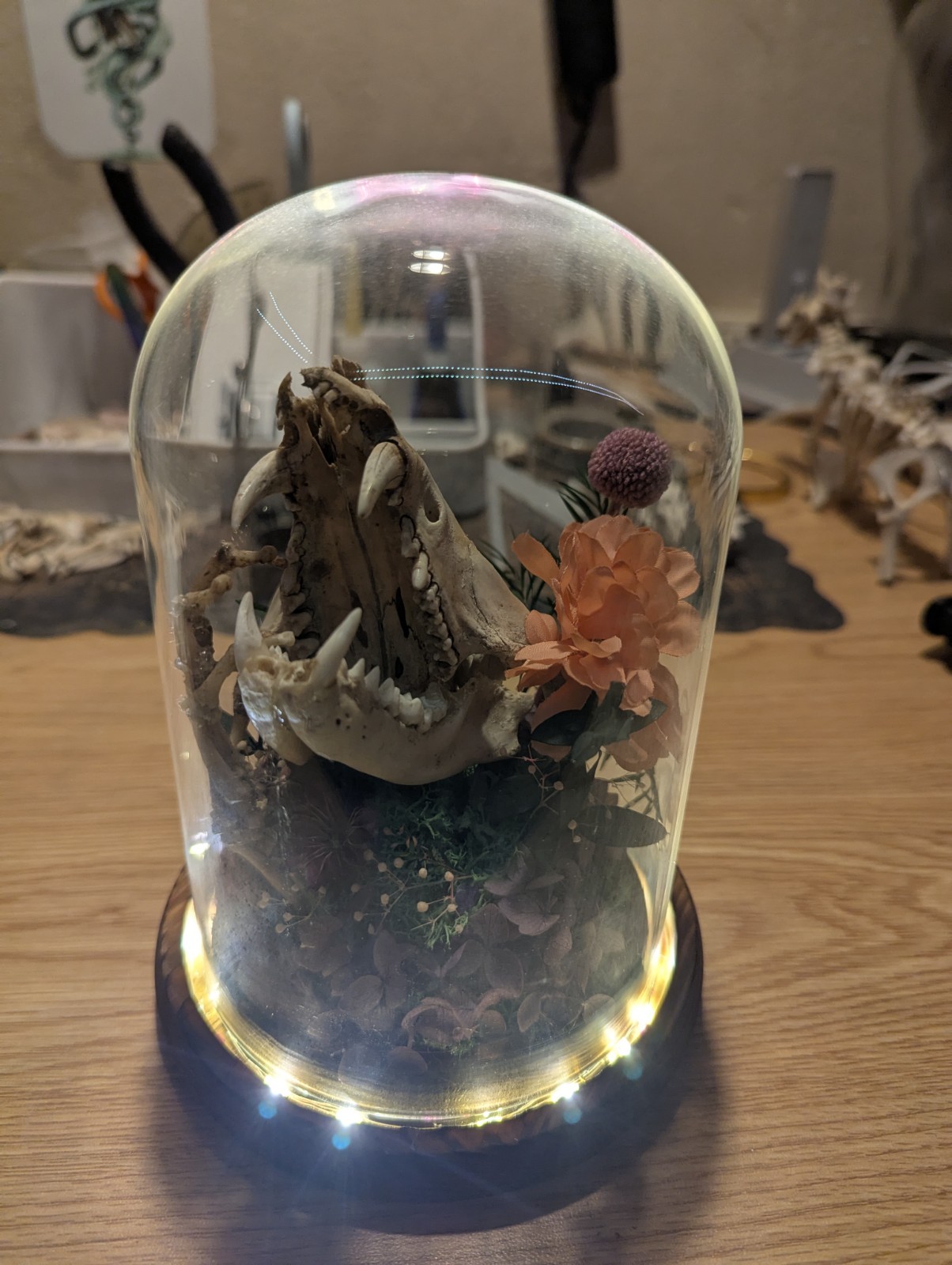 Decorative Glass Dome with Animal Skull and Floral Arrangement