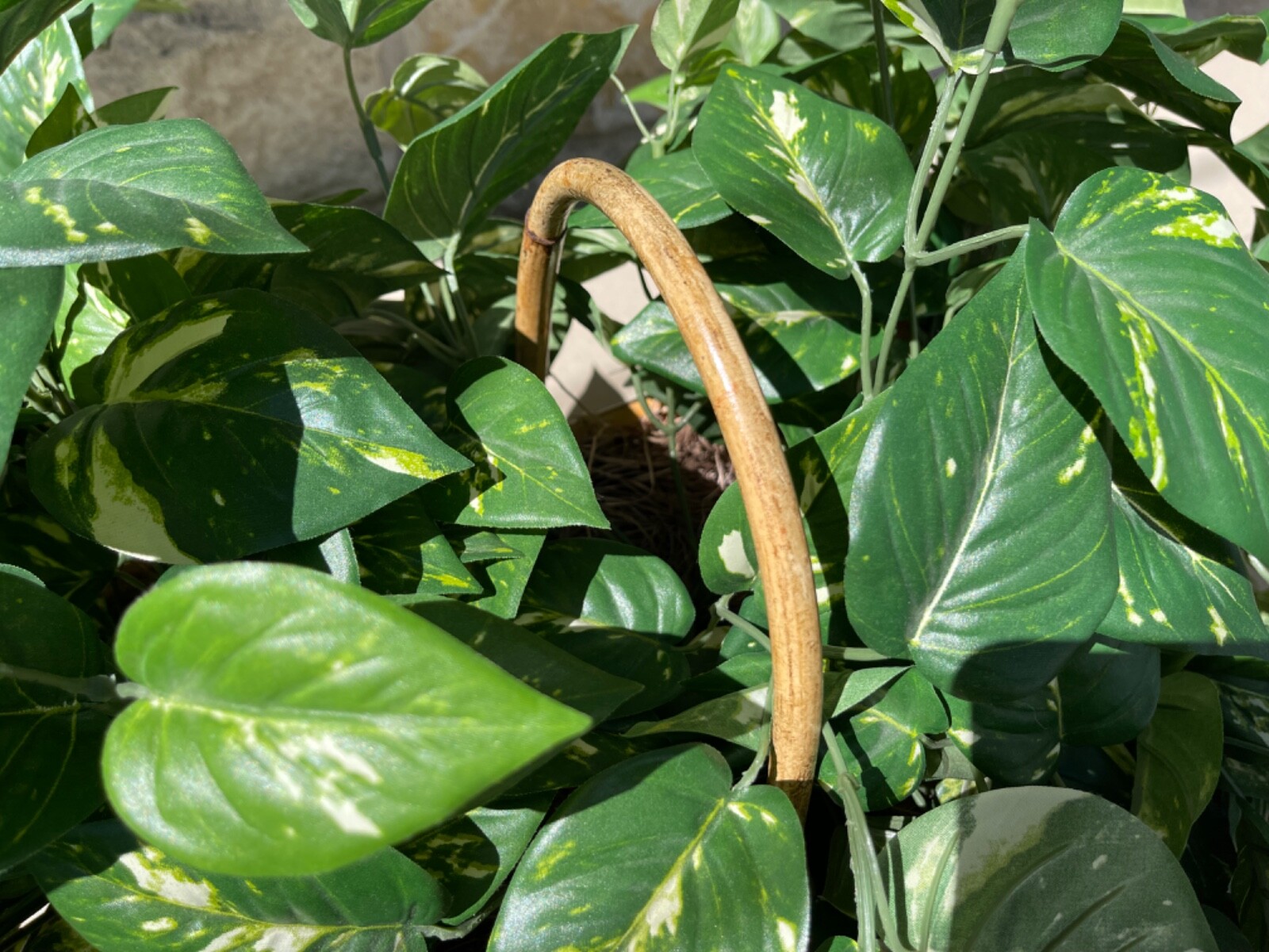 Large Artificial Variegated Philodendron in Handled Woven Bamboo Basket
