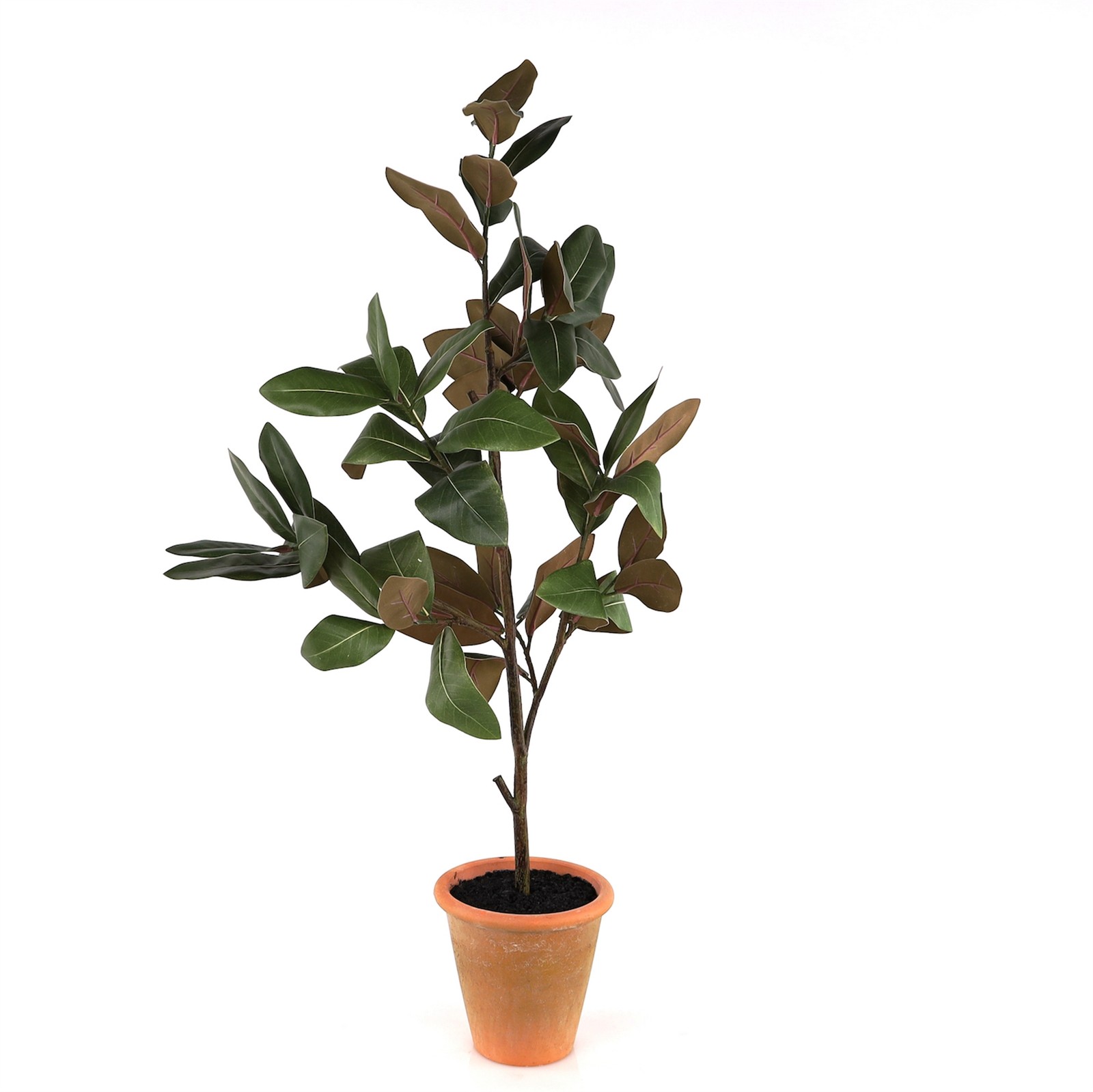Potted Magnolia Tree Topiary 22″H