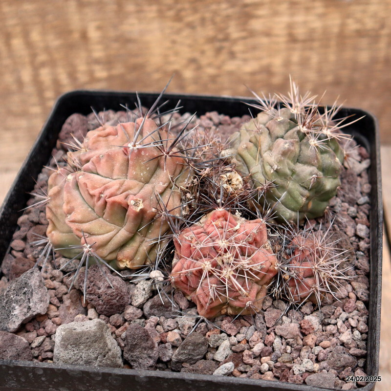 D3781 GYMNOCALYCIUM PAEDIOPHILUM pot14-H7-W13 cm MaMa cactus