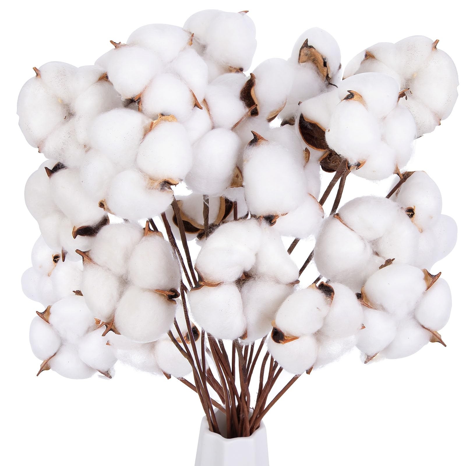30PCS Natural Dried Cotton Stems 16″ Tall, Rustic Cotton Sprigs for Vase Fill…
