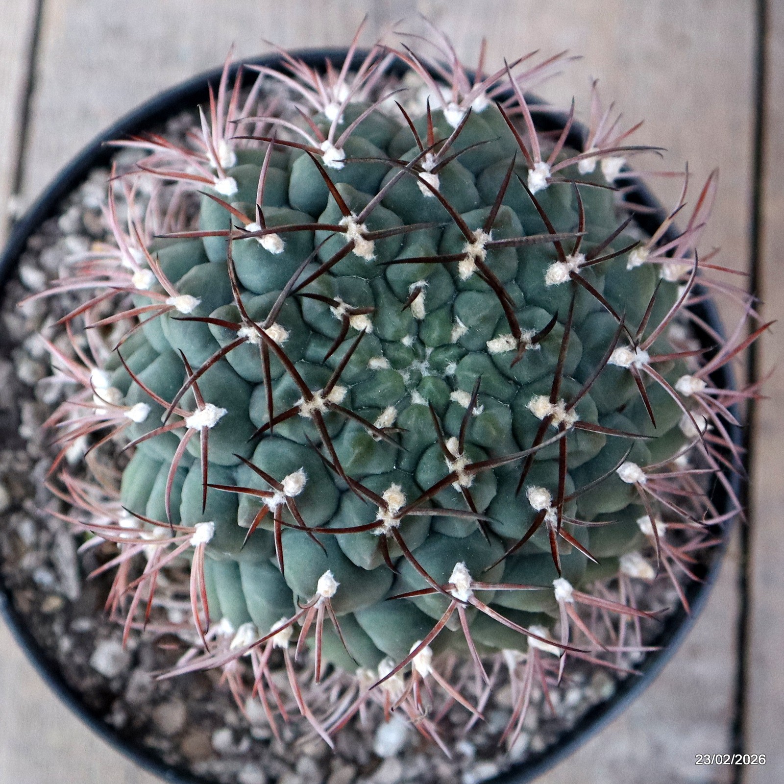 D7841 GYMNOCALYCIUM SCHICKENDANTZII PATQUIA pot18-H15-W11,5 cm MaMa Cactus