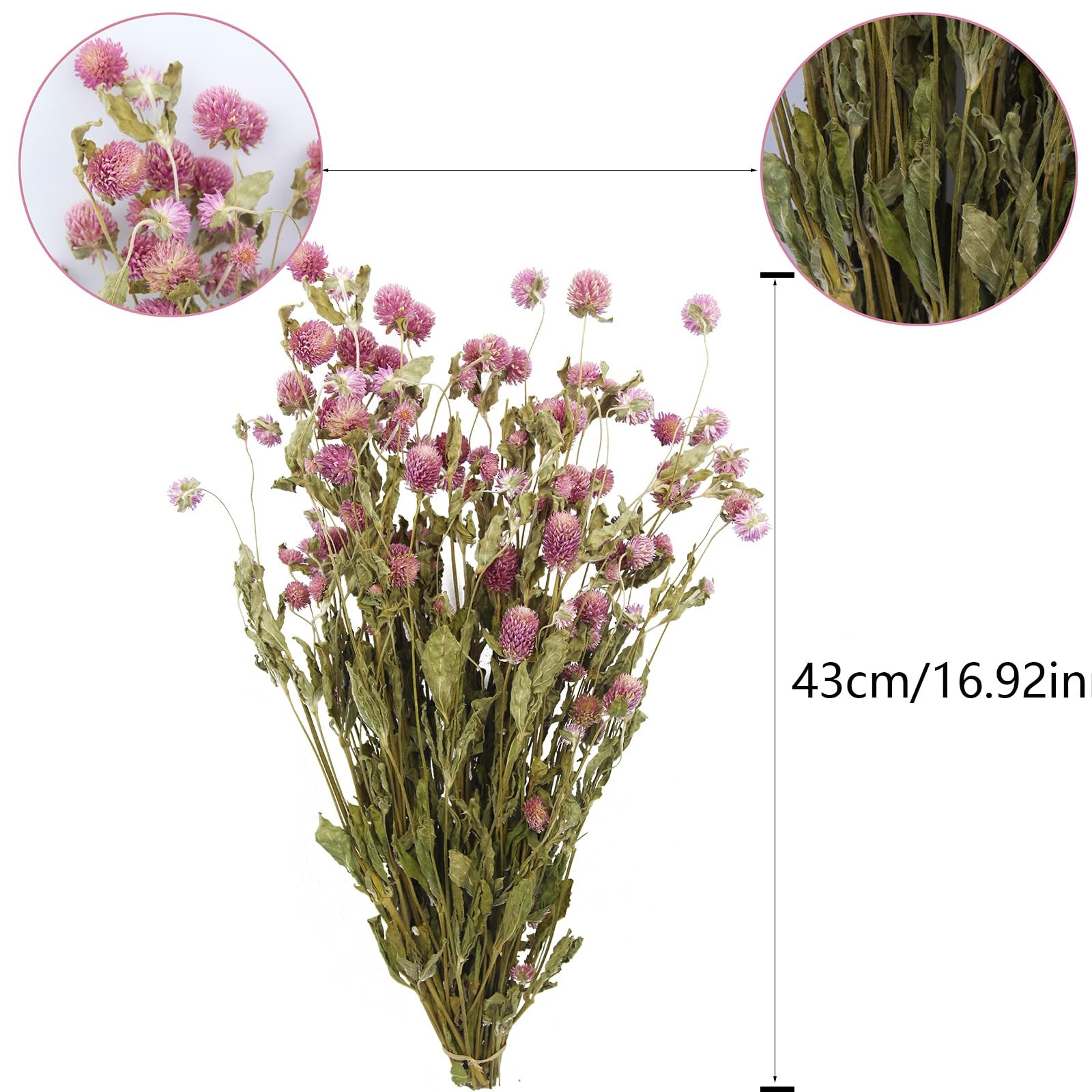 Dried Flower Pink Globe Amaranth Dried Flowers Bundles Natural Dried Flowers …