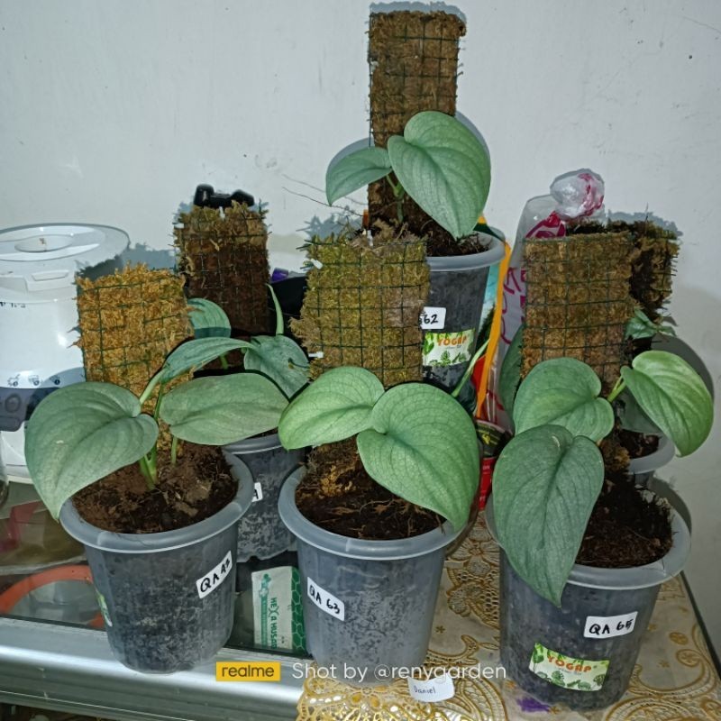 Scindapsus silver hero, Rare Variegated, Real Picture, Aroid Houseplant