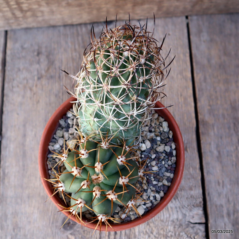 D1742 COPIAPOA ANDINA GRAFTED pot13-H13.5-W7 cm MaMa Cactus