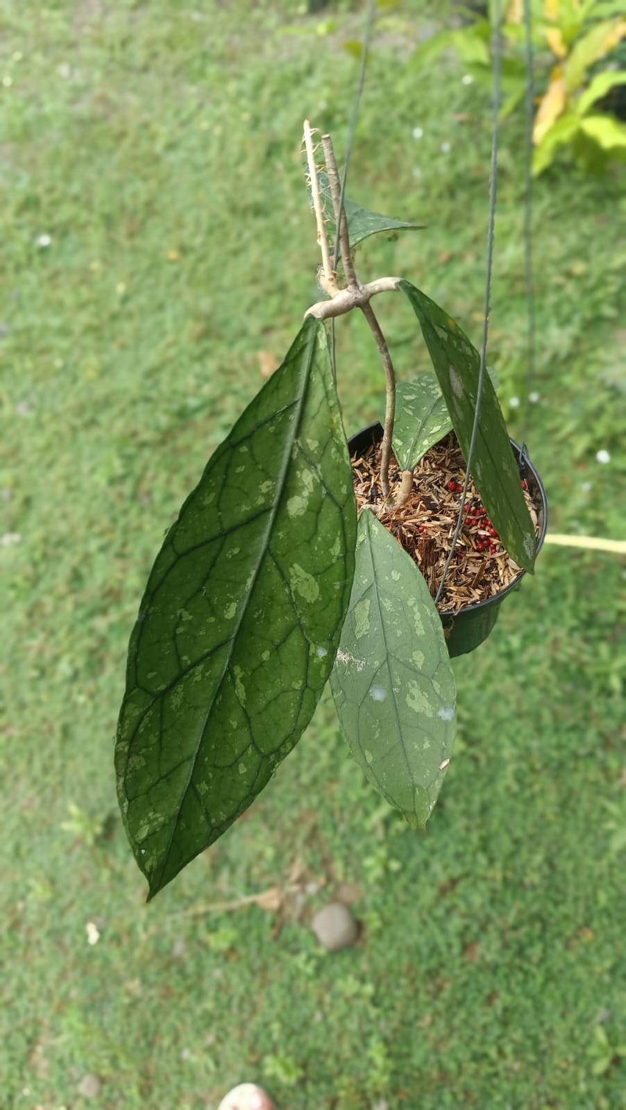 Real Picture Hoya Clemensiorum Splash Sp Borneo Rare Wax Plant