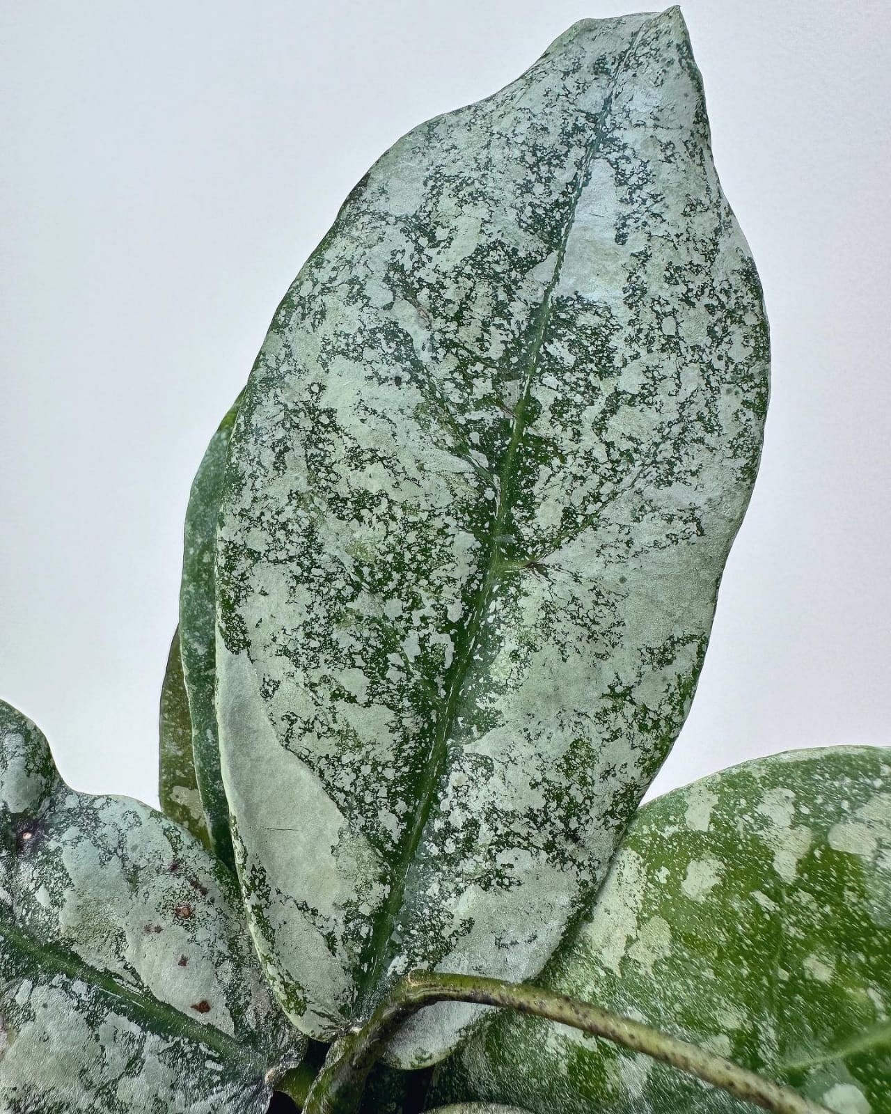 New Hoya Silver Buntokensis free phitosanitary
