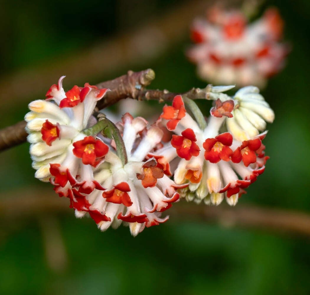 Edgeworthia chrysantha cv. ‘Red Dragon’ 40-70cm | Paperbush | Oriental paperbush