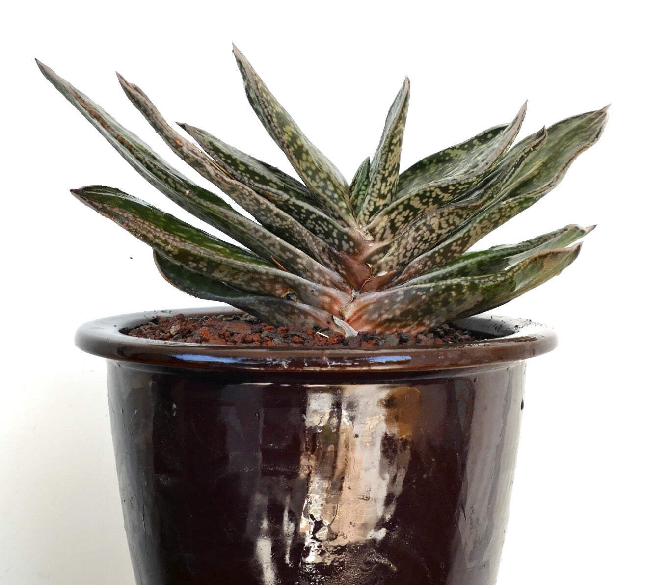 Giant Gasteria cv. MARYLAND ex. N.C.S. – Ox tongue | Lawyer’s tongue