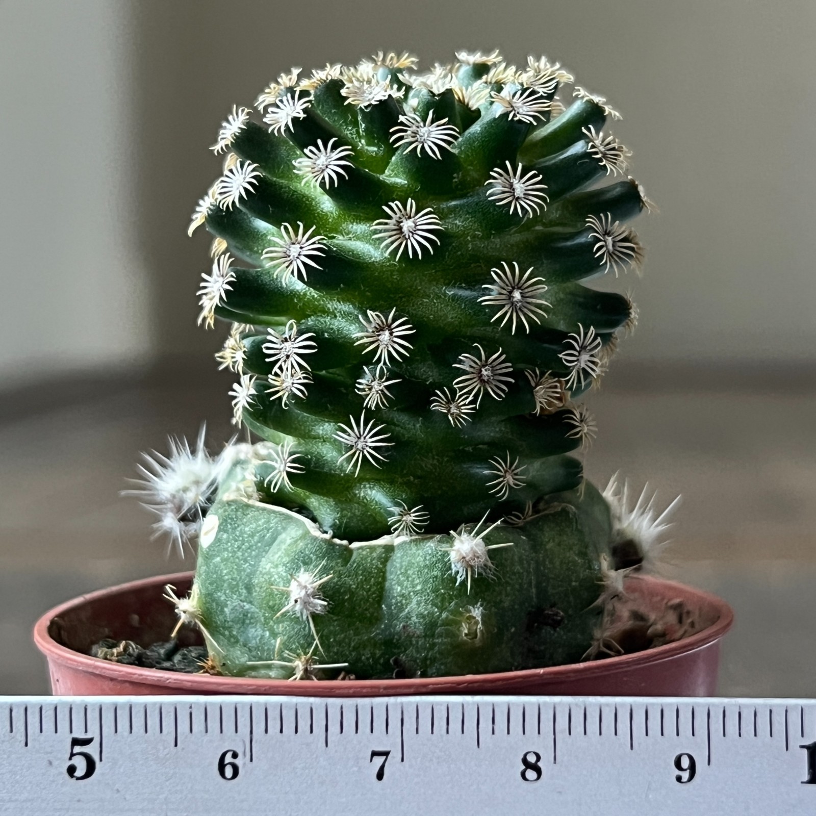 A50-684 Mammillaria hernandezii, grafted