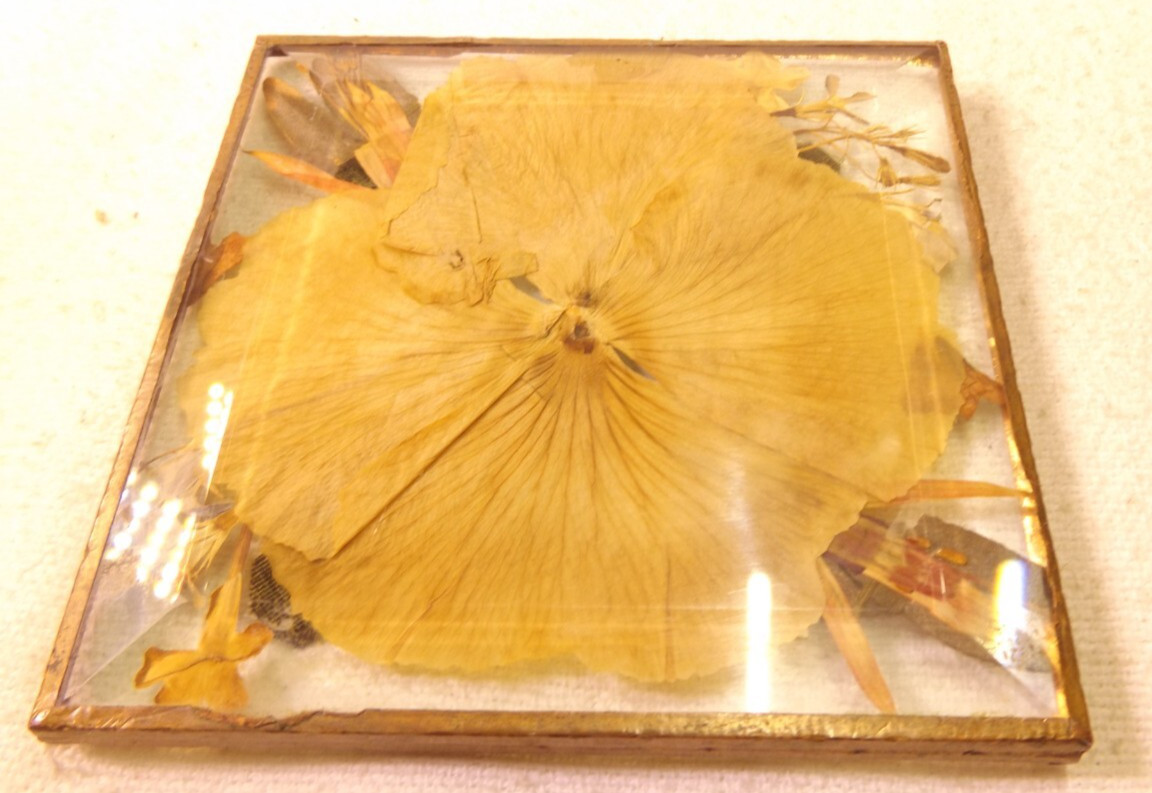 Snapdragon Pacific Paper Pressed Flower Decor Coaster 4”x4”