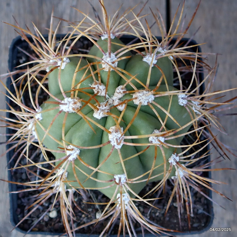 A7009 CEREUS PASACANA pot14-H14-W13 cm MaMa Cactus