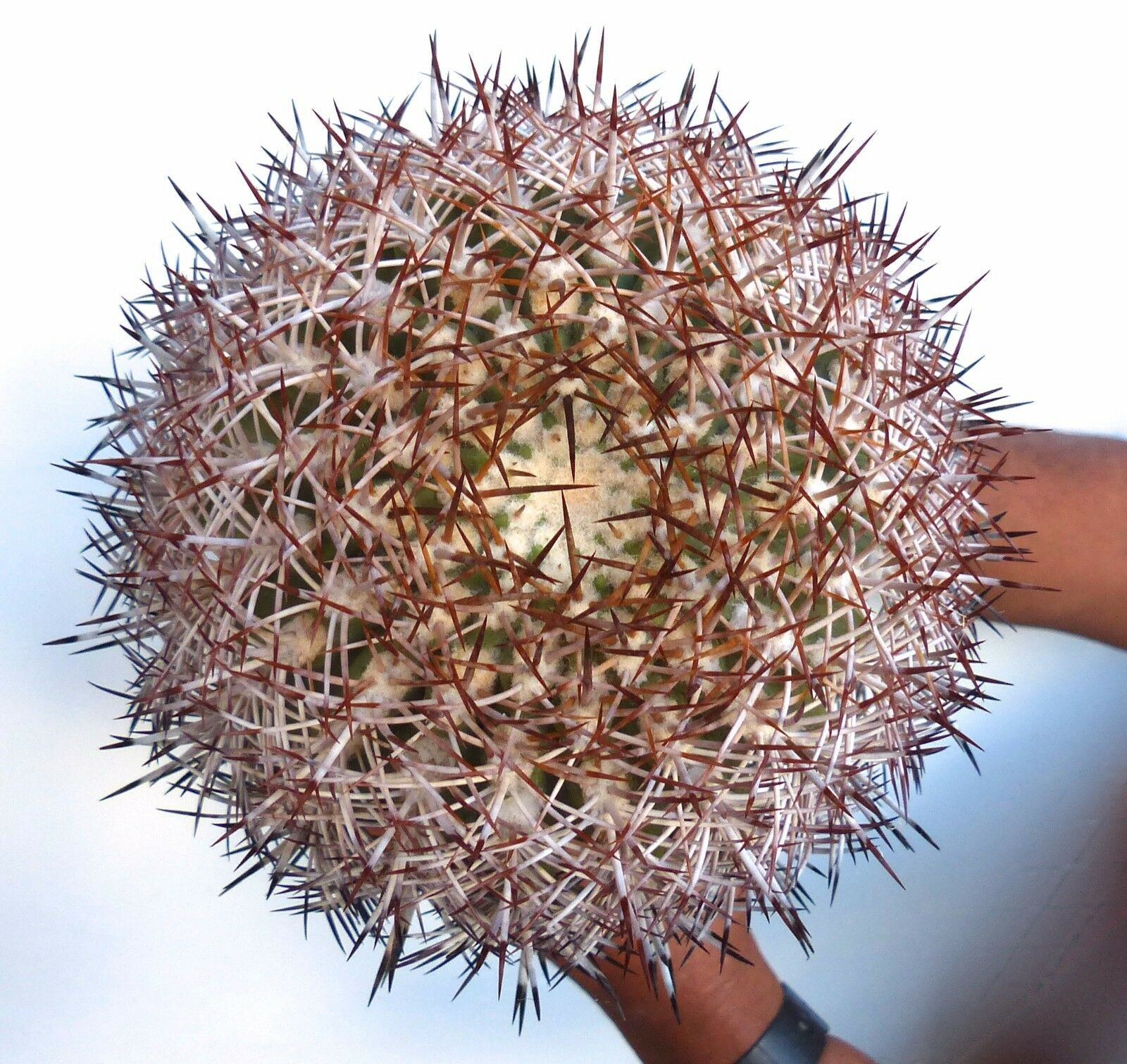 Eriosyce atacamensis SEEDS – Atacama cactus | Atacama ball