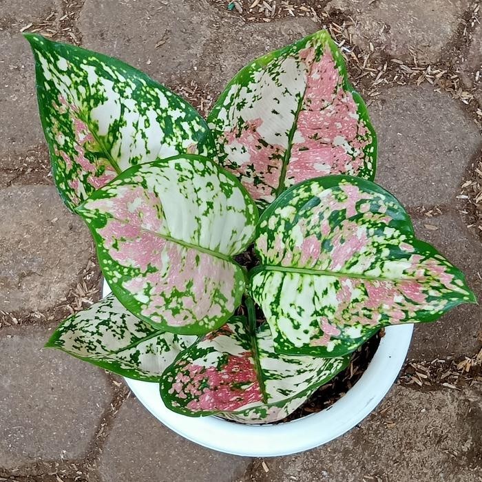 Aglaonema Tricolor – Pink White Green Spotted Foliage Live Plant Grow in Pot