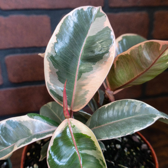 Rubber Plant Ficus elastica 6″ Pot | Burgundy Tree Tropical Live House plant