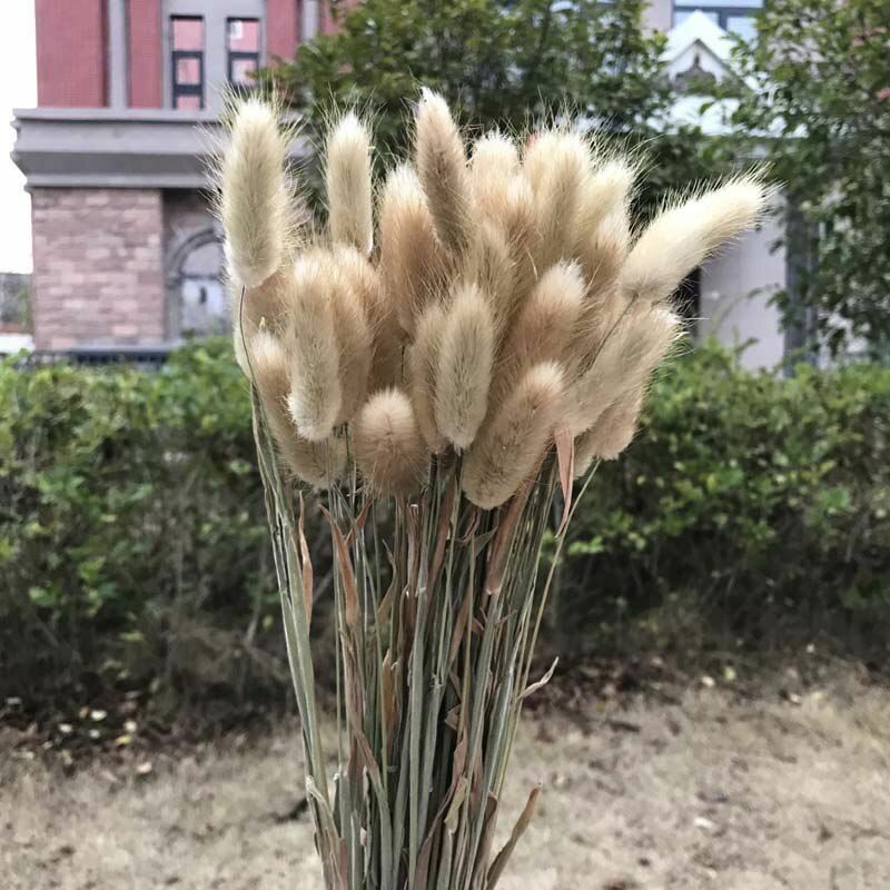 35-40CM 50PCS Dry Bunny Tail Grass Dried Natural Flower Rabbittail DIY Decor NEW