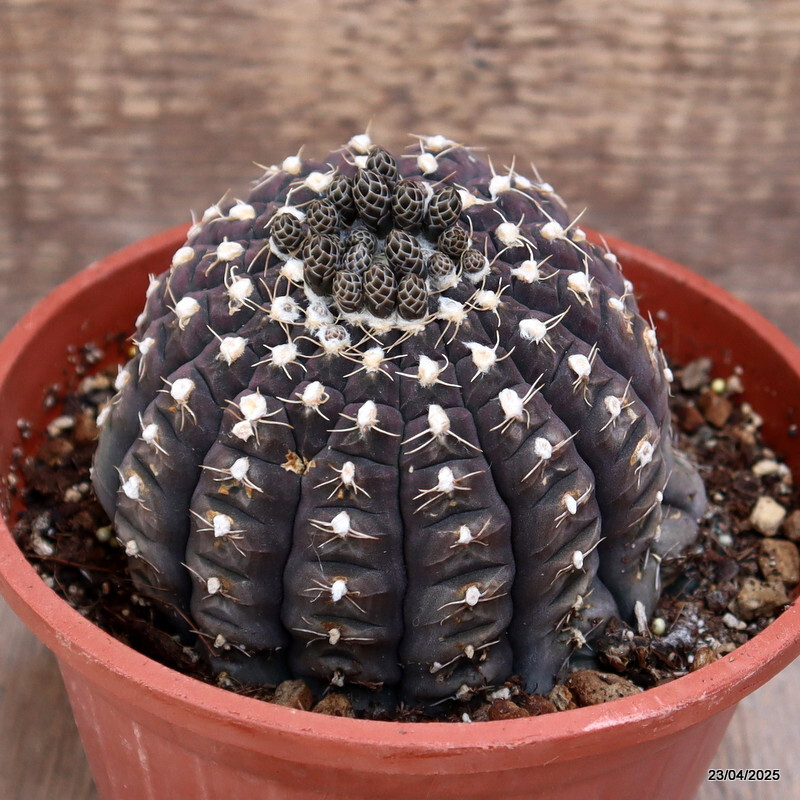 M66 GYMNOCALYCIUM RAGONESII 15 YEARS OLD pot14-H7-W11 cm MaMa Cactus