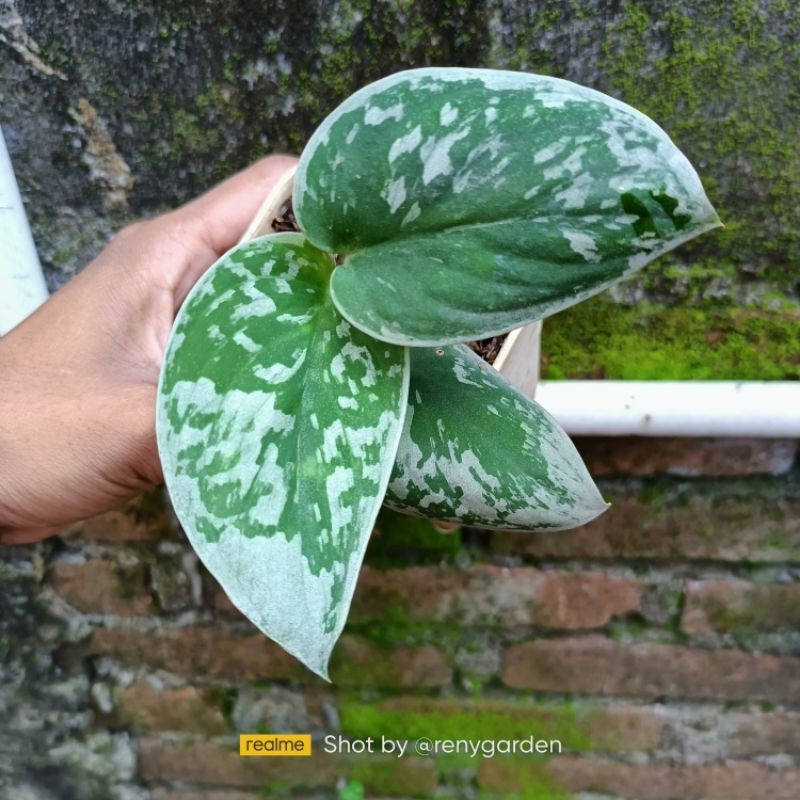 Scindapsus silver ann, Rare Variegated, Real Picture, Aroid Houseplant