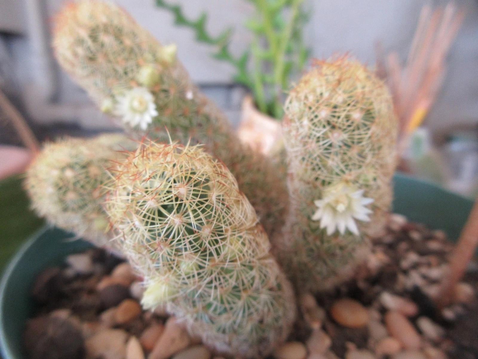 Mammillaria Elongata Lady Finger Live Cactus Copper King, Plants Rare Plants US