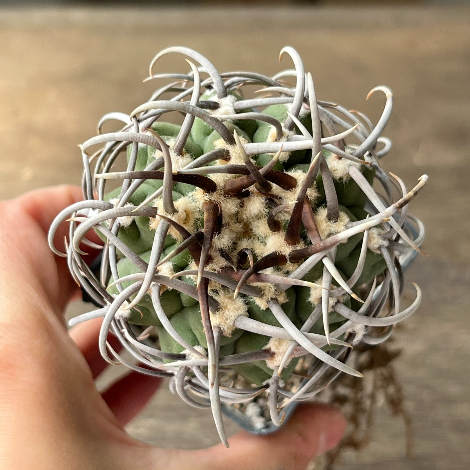 A55-1187 Gymnocalycium vatteri v. altautinense, grafted